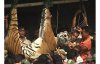 tiger-dead_1371548i.jpg