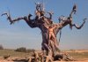 treeofwoe.jpg