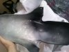 DSC01374.JPG