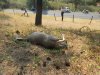 19 Dead deer towards scene.JPG
