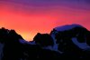 WR87 gannet sunset.jpg