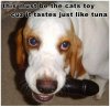 Cats Toy.jpg