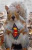 squirrelman.jpg