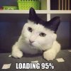 cat.jpg