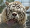 WhiteTigerDeformed1.jpg