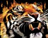Tiger.jpg