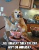 Where's the cat.jpg