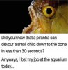 fish food.jpg
