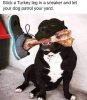 Guard dog.jpg