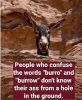 Burro.jpg