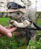 Squirrel Combat.jpg