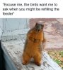 squirrel.jpg
