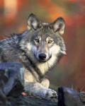 Brother Wolf
