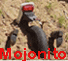 mojonito