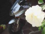 herbieflower