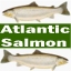 AtlanticSalmon