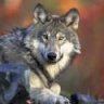 Brother Wolf
