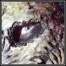 scario26er