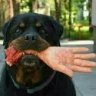 EX-Wife'sChew-Toy