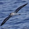 Shorebird