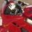 Stoppie