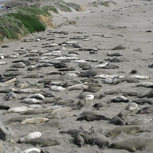 Seals
