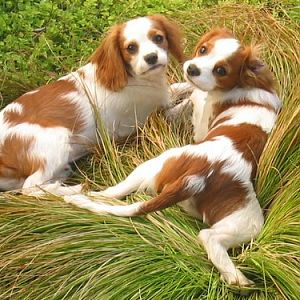 Puppies