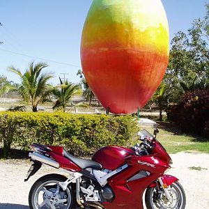 The Big Mango and my Candy Apple Cherry Red Veefer