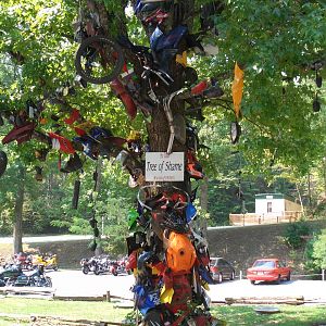The "Tree Of Shame"