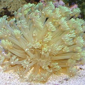 8468Gonipora531