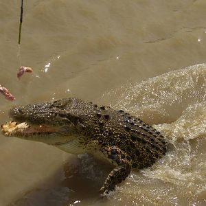 Saltwater Croc