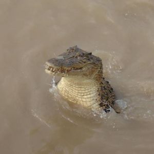Saltwater Croc