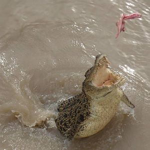 Saltwater Croc