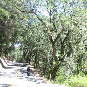 Jake_vineyard_neat_trees