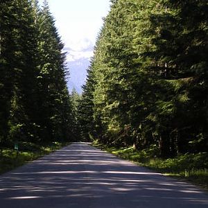 Your own Evergreen air freshener