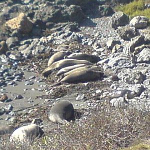 3_seals_sunbathing