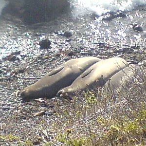 4_seals_sunbathing