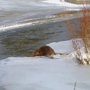 Sure Is A Nice Beaver