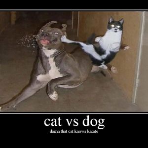 catvdog