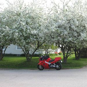 2001 VFR Under Flowering Trees