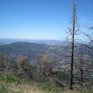 San Diego Palomar Mtn - Ramona Ride 5-17-08