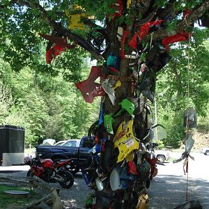 Tree of shame Deals Gap