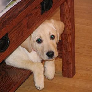 Oakley in our coffee table.