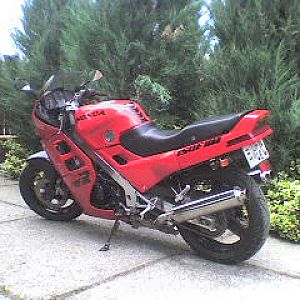 red V4 cow