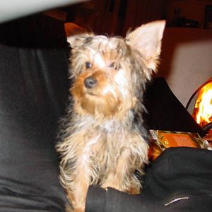 CHAOS The Yorkshire Terrorist