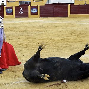 ap_bullfighting_080314_ssh_1_