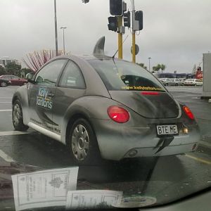 shark_beetle