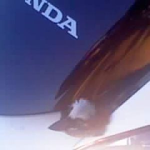 damn bird