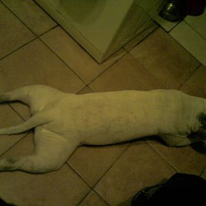 doggyyyy!!!
