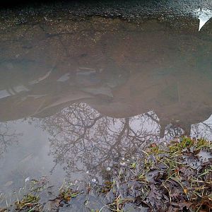 9_d_-_park_hill_puddle